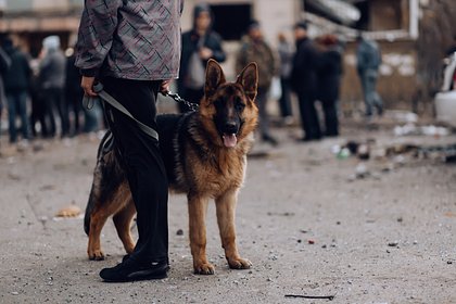 Пара пьяных россиян спустила бойцовскую собаку на полицейских и избила их монтировкой