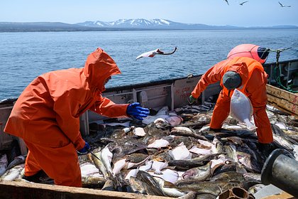 Добывать рыбу в России стало гораздо менее выгодно