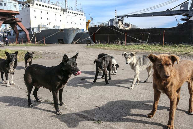 Вводная картинка