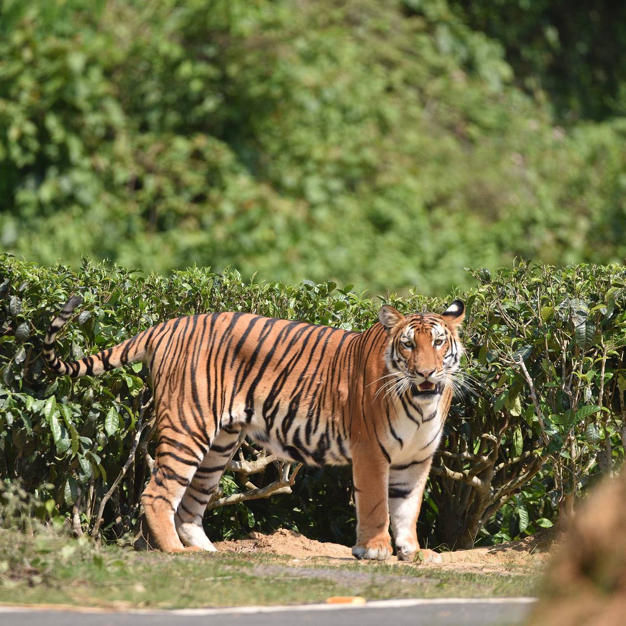 Фото: Javed Dar / Globallookpress.com