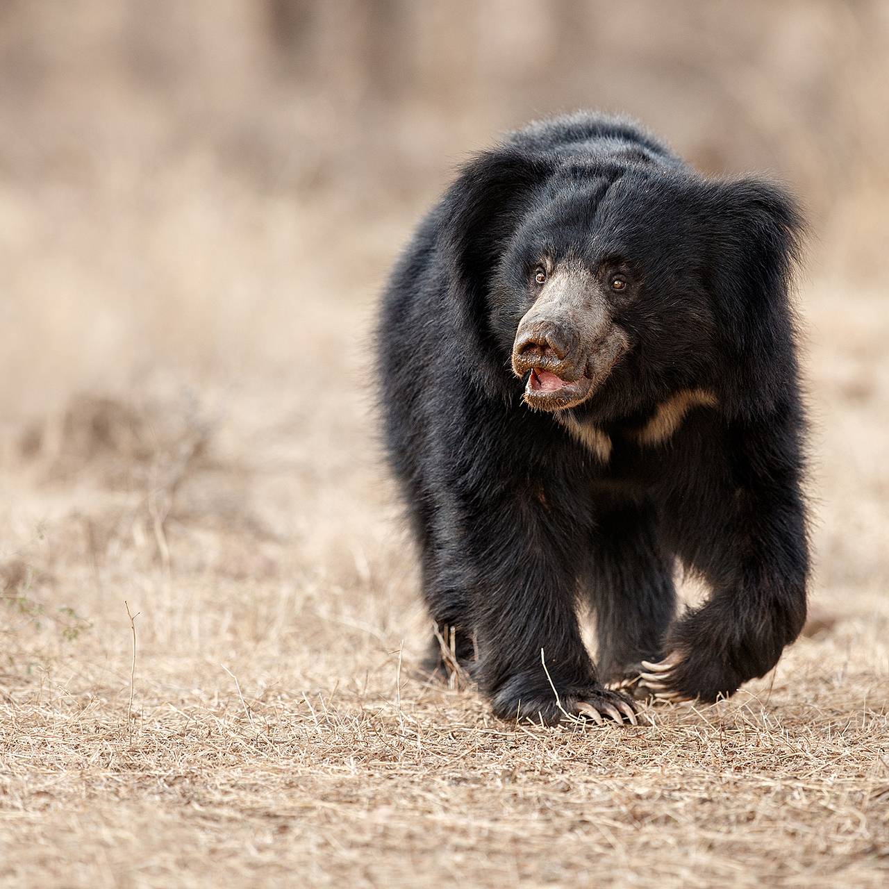 Фото: PhotocechCZ / Shutterstock / Fotodom