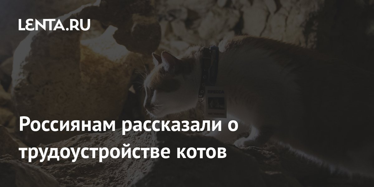 Россиянам рассказали о трудоустройстве котов Россиянам рассказали о трудоустройстве котов