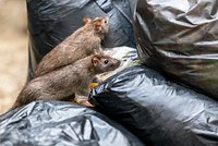 Полчища гигантских крыс захватили второй по населению город Британии. Почему для борьбы с ними понадобилась помощь военных?