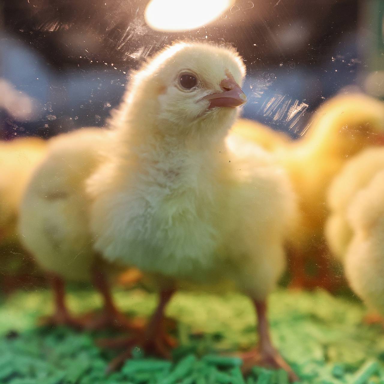 В российском регионе появится инкубатор для 10 миллионов цыплят