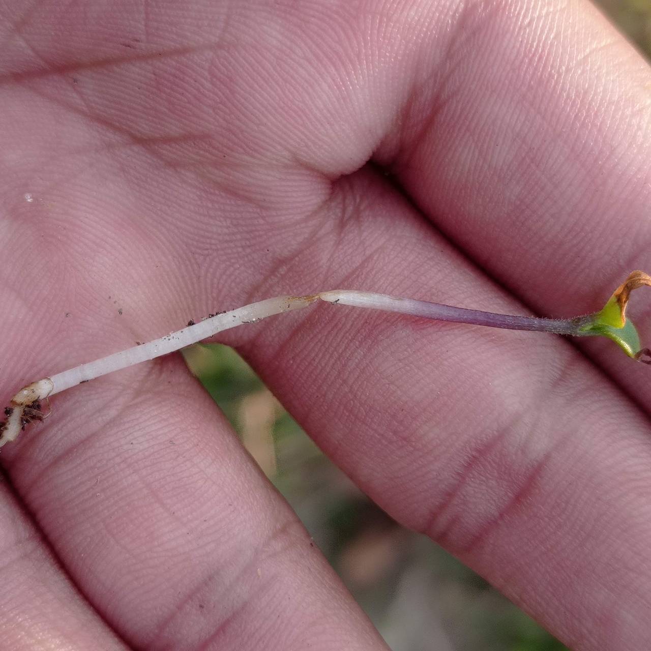 Фото: Subarna Kandel / Shutterstock / Fotodom  