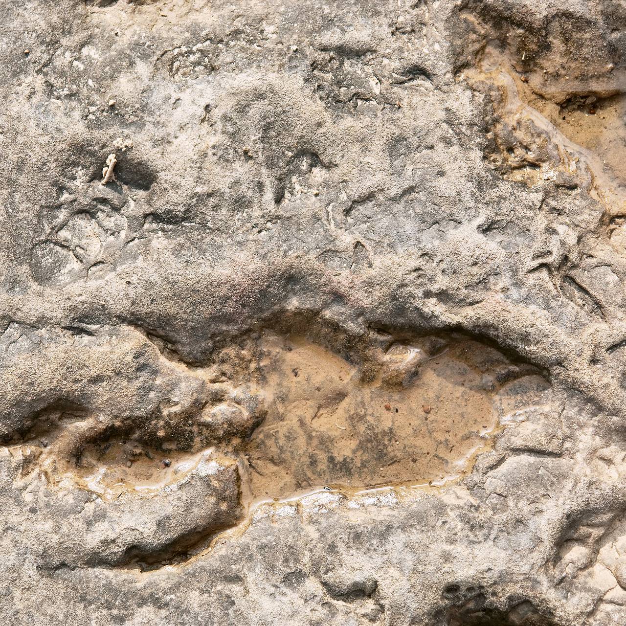 Фото: PhotoSky / Shutterstock / Fotodom  