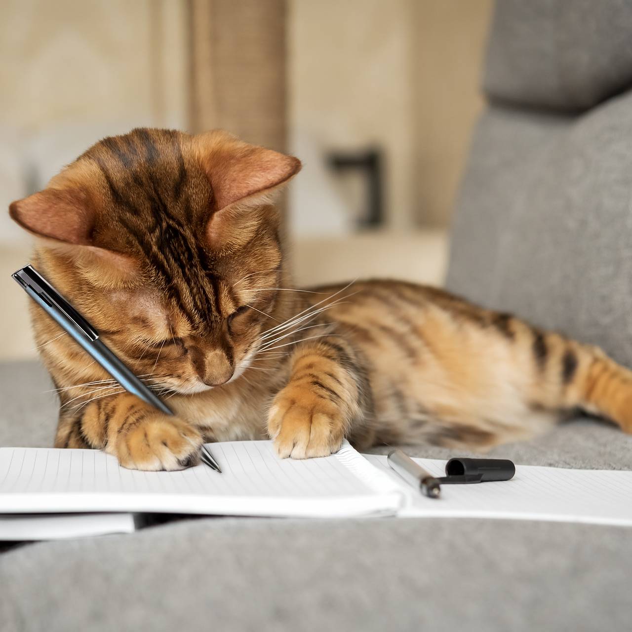 Психолог рассказал о влиянии мемов с котами на способность организма бороться со стрессом