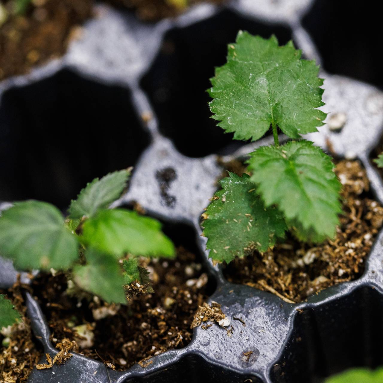 Фото: Sergey Elagin / Business Online / Globallookpress.com