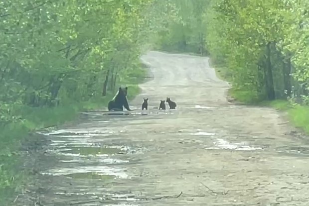 Вводная картинка