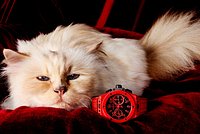 Унаследовавшая миллионы Лагерфельда кошка снялась в рекламе люксового бренда