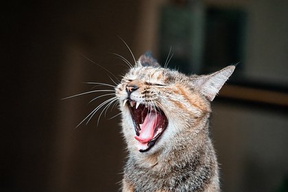 Язык животных переведут на человеческий