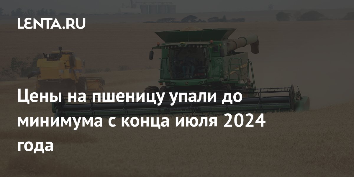 Цены на пшеницу упали до минимума с конца июля 2024 года
