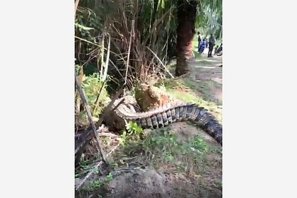 Гигантскую самку крокодила весом 400 килограммов поймали и сняли на видео