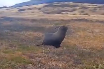 Морской лев случайно забрел в парк в 30 километрах от воды и попал на видео