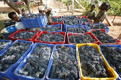 Индия резко нарастила поставки одного вида продукции в Россию