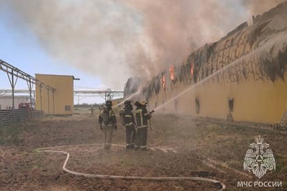 Появились подробности о сгоревшей со 166 тысячами кур российской птицефабрике