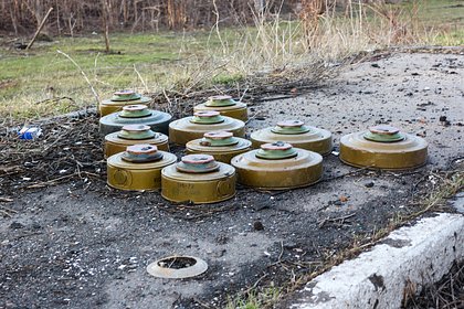 ВСУ замаскировали мины под грибы