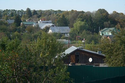 Дачников Подмосковья начнут наказывать за борщевик на участке по-новому