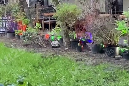 Полчище крыс захватило элитный район Москвы и попало на видео