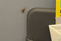 Пассажирка пожаловалась на нашествие тараканов в самолетах и привела в ужас подписчиков 