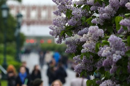 Россиян предупредили о риске сесть в тюрьму за срывание сирени
