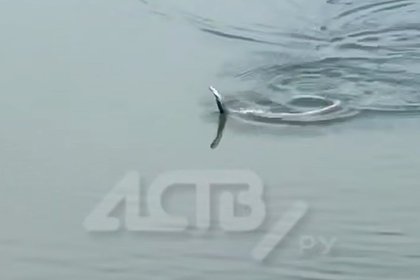 Змее удалось «станцевать» на воде и удачно попасть в кадр на Сахалине