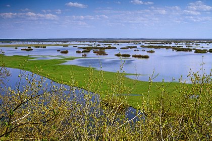 Крапчатые суслики освоились в Брянской области