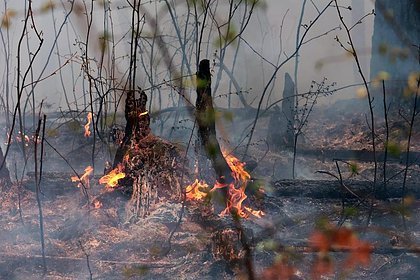 Площадь лесного пожара в российском регионе выросла в 400 раз