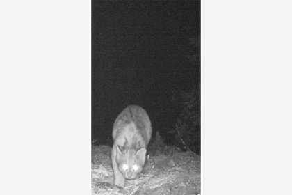 Редкий дикий кот попал в объектив фотоловушки в российском заповеднике