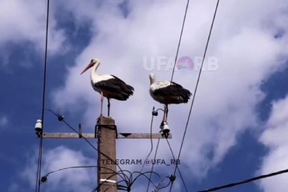 В российском селе поселились аисты