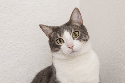 Кота поймали на контрабанде наркотиков в тюрьму
