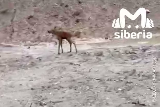 Вводная картинка