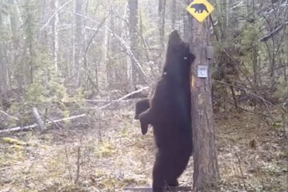 В российском лесу на камеры попал медведь-стриптизер