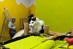 Кошка Софа и сотрудники «Ленты.ру» делают ремонт в приюте
