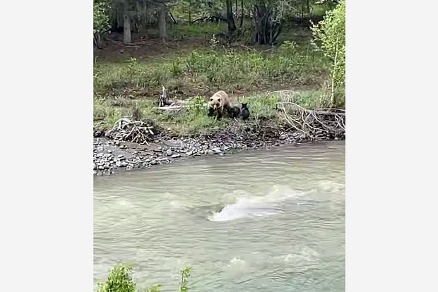 Вводная картинка
