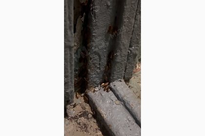 Жители Москвы пожаловались на нашествие тараканов в доме