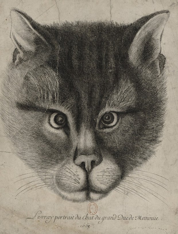 Подлинный портрет любимого кота великого князя Московского из БНФ, 1663 год