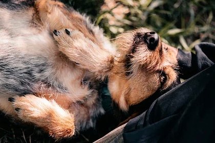 Москвичам предложили бесплатно забрать животных из парка
