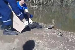 Утке с утятами помогли перейти дорогу уфимские спасатели Утке с утятами помогли перейти дорогу уфимские спасатели