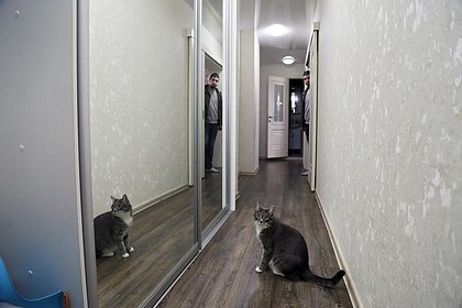 Назван приоритетный способ для кошек узнавать своих хозяев