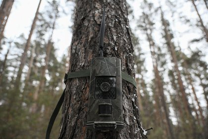 В российском регионе сняли позирующих медведицу с медвежатами