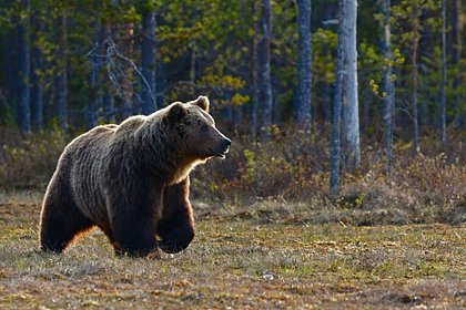 Медведь сбежал из России на поиски любви