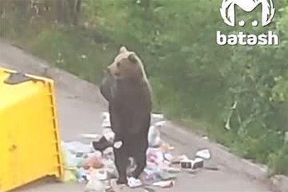 В России засняли на видео «помойного медведя»