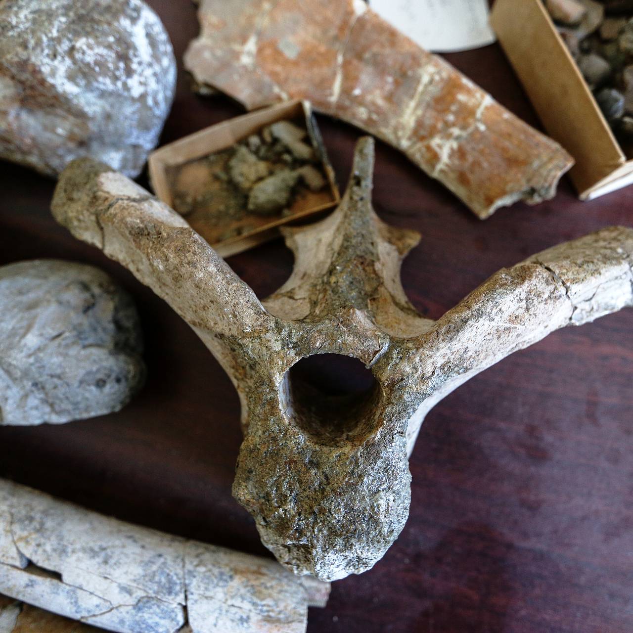 Кладбище динозавров в России захотели открыть для туристов