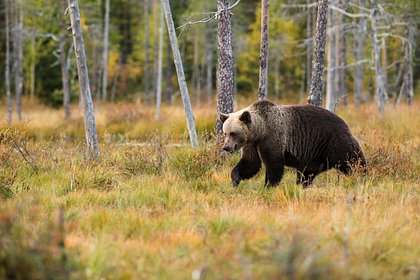 Медведь подкрался к спящему мужчине и вцепился ему в лицо