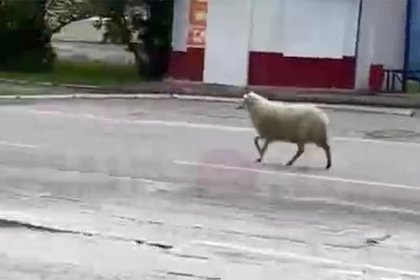 Баран пробежался по российскому городу и попал на видео