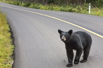 Медвежонок ворвался в дом престарелых и поплатился