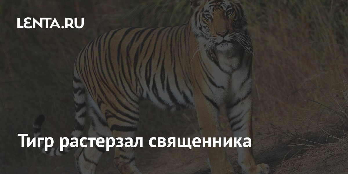 Тигр растерзал священника
