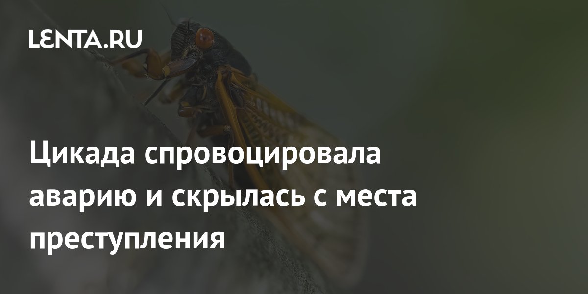 Цикада спровоцировала аварию и скрылась с места преступления