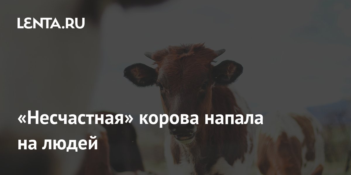 «Несчастная» корова напала на людей